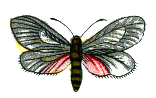 Butterfly Aglaope infausta A4 Photo Print