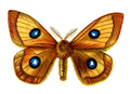 Butterfly Aglia Tau male A4 Photo Print