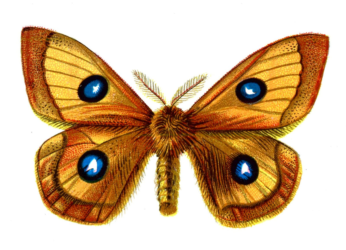 Butterfly Aglia Tau male A4 Photo Print