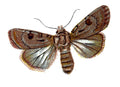 Butterfly Agrotis exclamationis A4 Photo Print