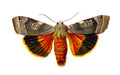 Butterfly Agrotis fimbria A4 Photo Print