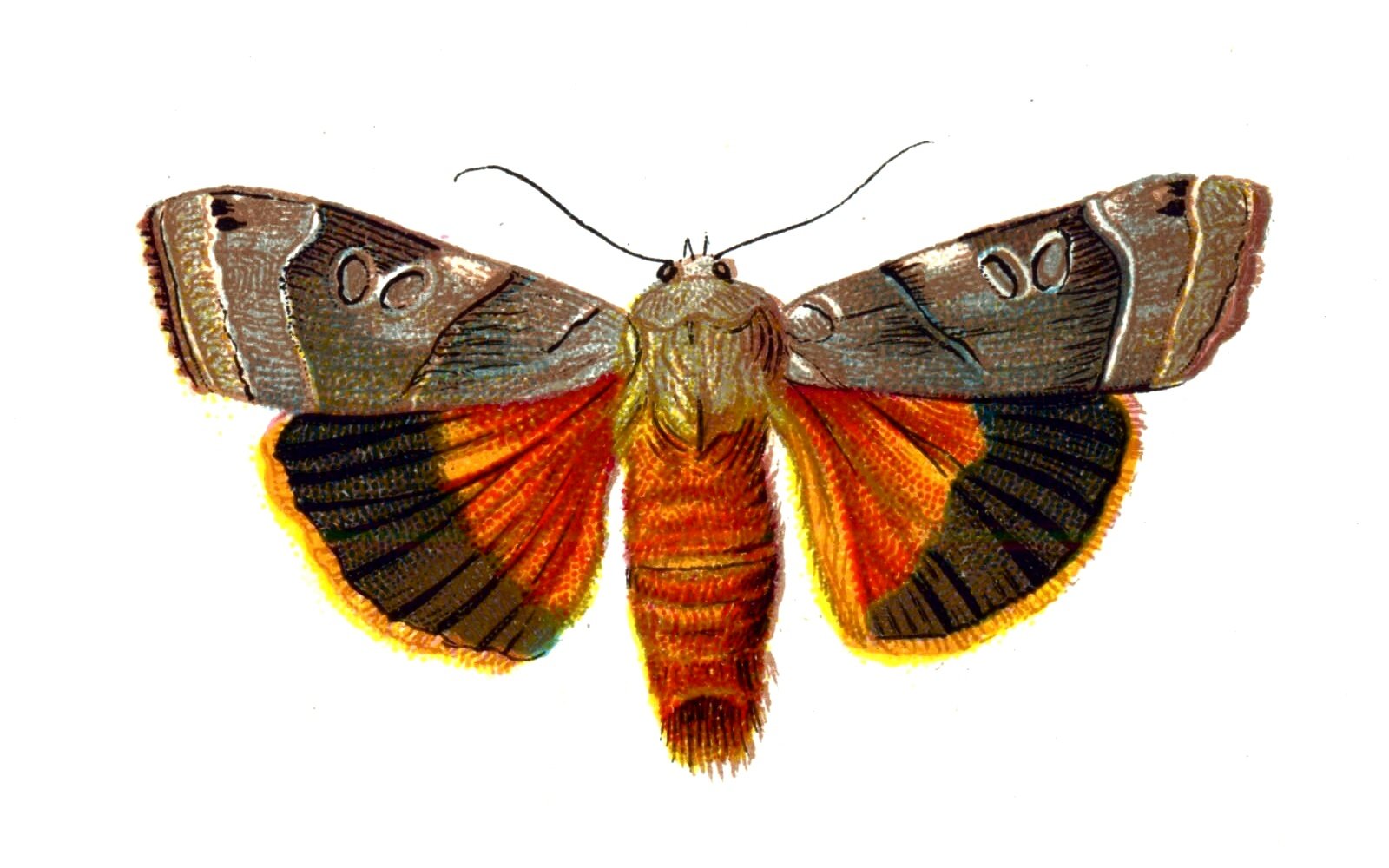 Butterfly Agrotis fimbria A4 Photo Print