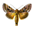 Butterfly Agrotis ipsilon A4 Photo Print
