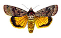 Butterfly Agrotis pronuba A4 Photo Print