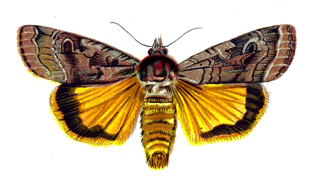 Butterfly Agrotis pronuba A4 Photo Print