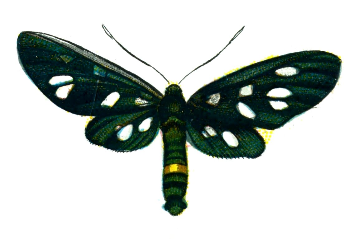 Butterfly Amata phegea A4 Photo Print