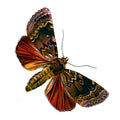 Butterfly Amphipyra pyramidea A4 Photo Print