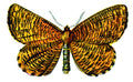 Butterfly Angerona prunaria A4 Photo Print