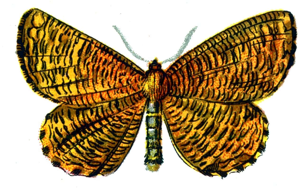Butterfly Angerona prunaria A4 Photo Print
