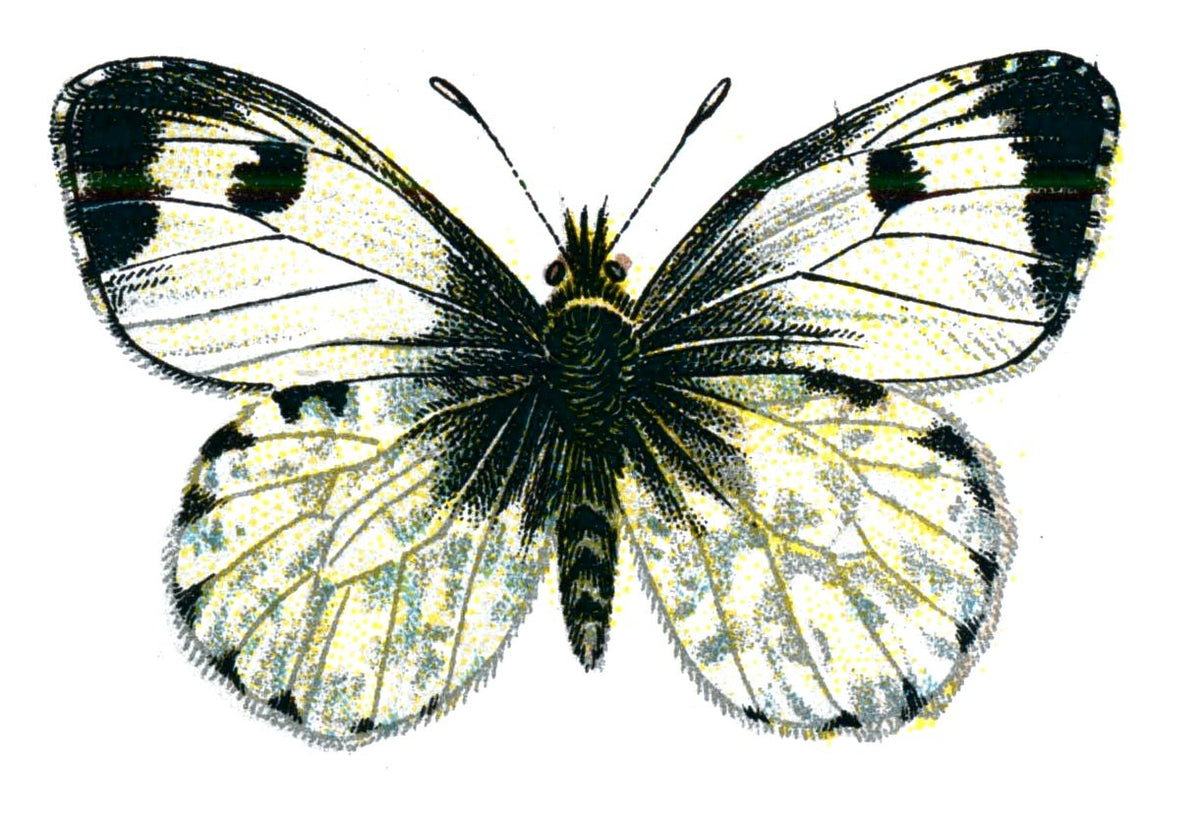 Butterfly Anthocharis cardamines femelle A4 Photo Print