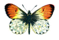 Butterfly Anthocharis cardamines male A4 Photo Print