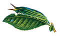Butterfly Apatura iris caterpillar A4 Photo Print