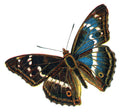 Butterfly Apatura iris male A4 Photo Print
