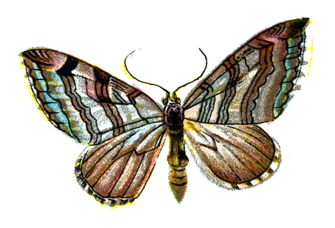 Butterfly Aplocera plagiata A4 Photo Print