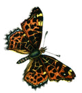Butterfly Araschnia levana A4 Photo Print
