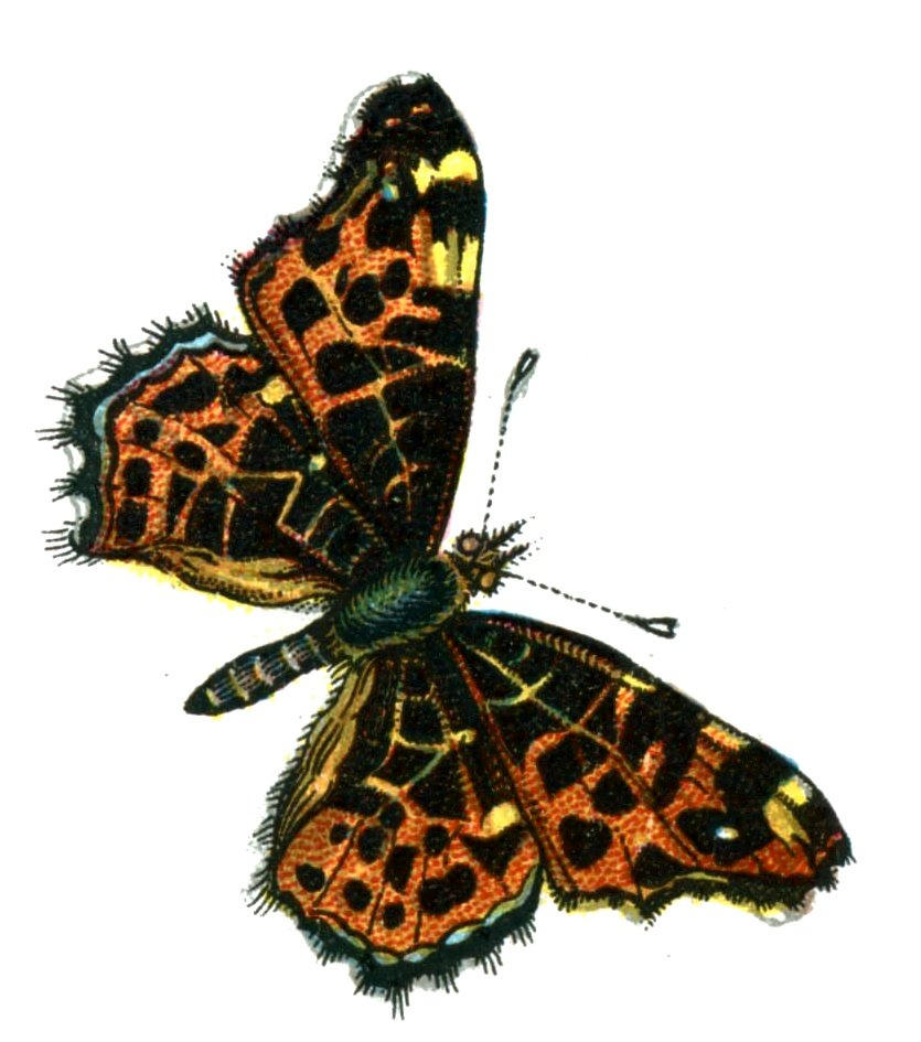 Butterfly Araschnia levana A4 Photo Print