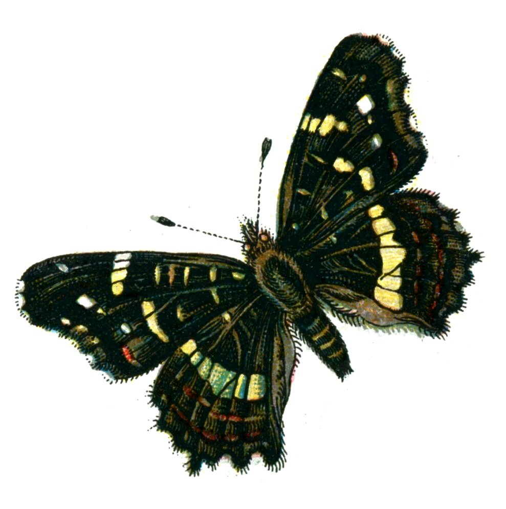 Butterfly Araschnia levana prorsa A4 Photo Print