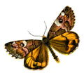 Butterfly Archiearis parthenias A4 Photo Print