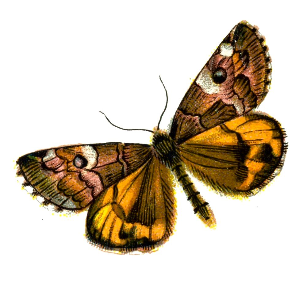 Butterfly Archiearis parthenias A4 Photo Print