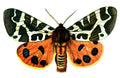 Butterfly Arctia caja A4 Photo Print