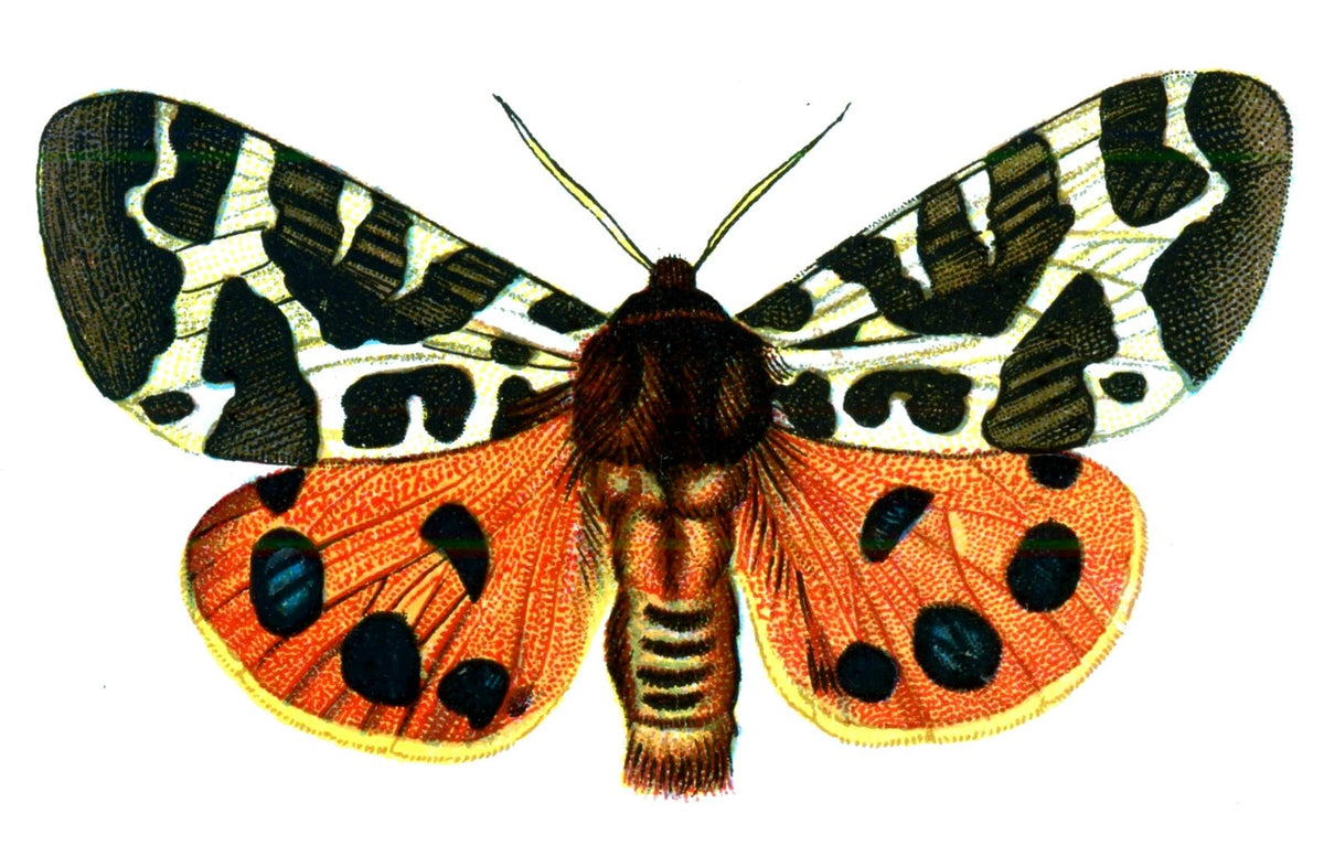 Butterfly Arctia caja A4 Photo Print