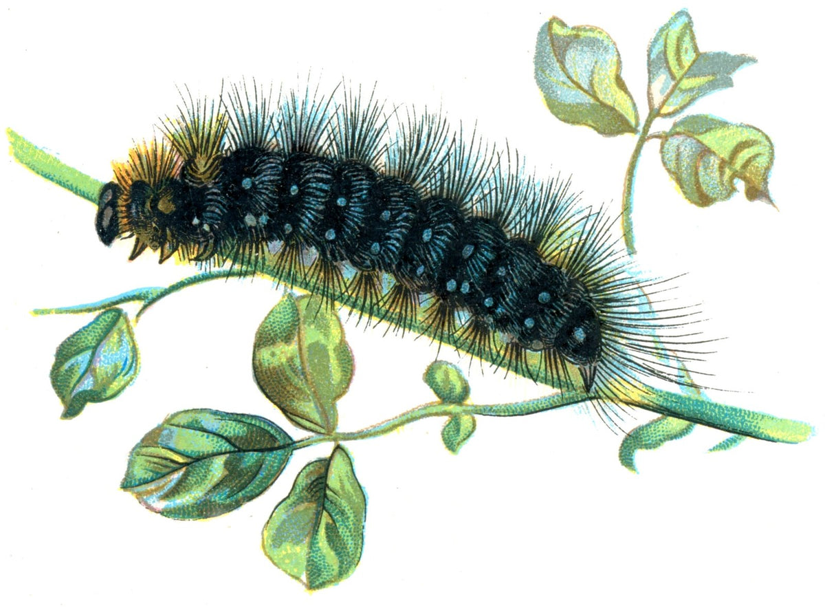 Butterfly Arctia caja caterpillar A4 Photo Print