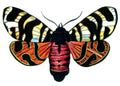 Butterfly Arctia hebe A4 Photo Print