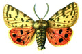 Butterfly Arctia purpurata A4 Photo Print