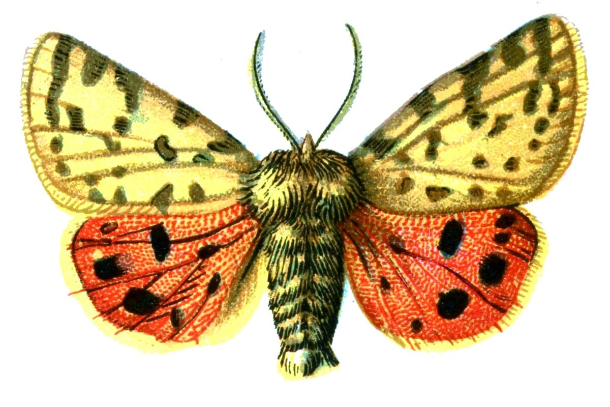 Butterfly Arctia purpurata A4 Photo Print