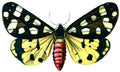 Butterfly Arctia villica A4 Photo Print