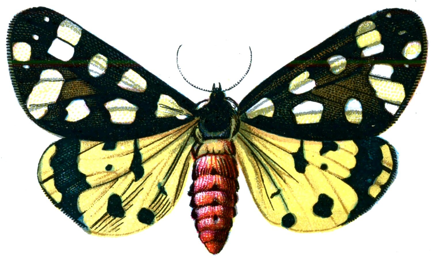 Butterfly Arctia villica A4 Photo Print