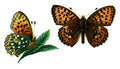 Butterfly Argynnis aglaja A4 Photo Print