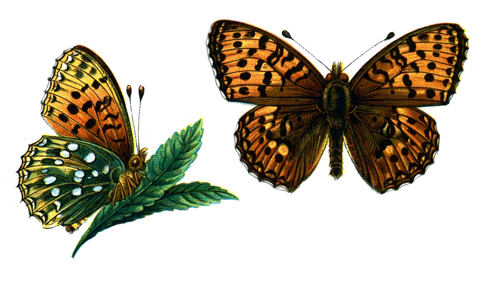 Butterfly Argynnis aglaja A4 Photo Print