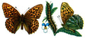 Butterfly Argynnis paphia A4 Photo Print