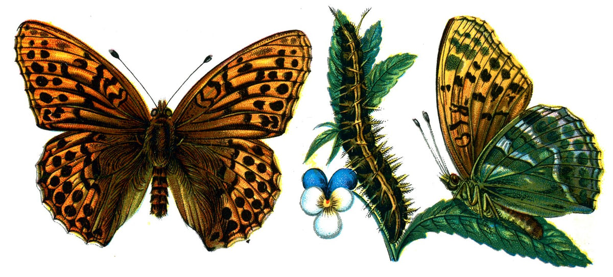Butterfly Argynnis paphia A4 Photo Print