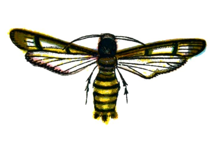 Butterfly Bembecia hylaeiformis A4 Photo Print