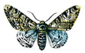 Butterfly Biston betularia A4 Photo Print