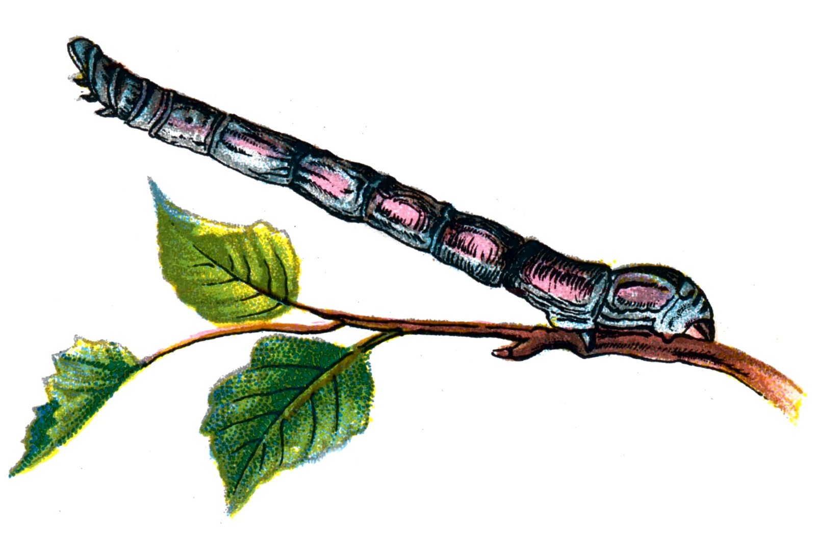 Butterfly Biston betularia caterpillar A4 Photo Print