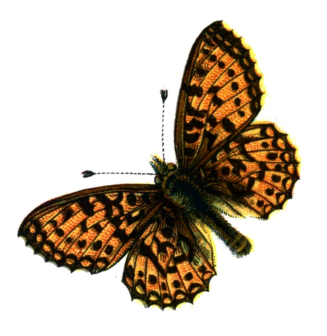 Butterfly Boloria selene A4 Photo Print