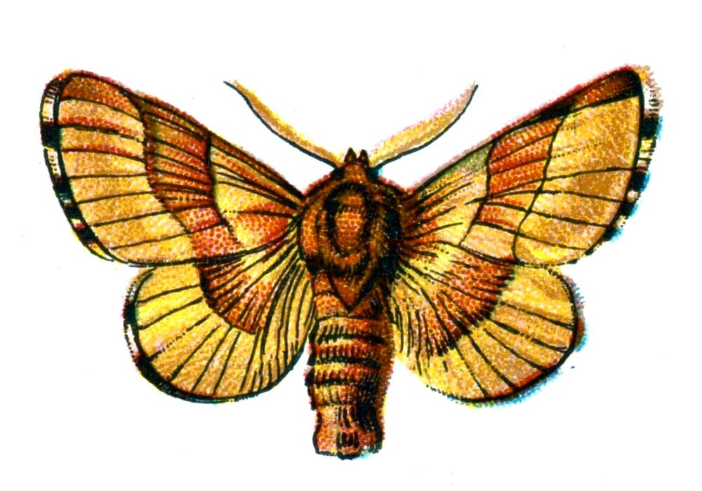 Butterfly Bombyx neustria A4 Photo Print