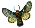 Butterfly Bombyx populi A4 Photo Print