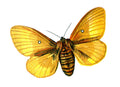 Butterfly Bombyx quercus female A4 Photo Print