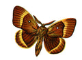 Butterfly Bombyx quercus male A4 Photo Print