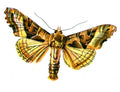 Butterfly Brotolomia meticulosa A4 Photo Print