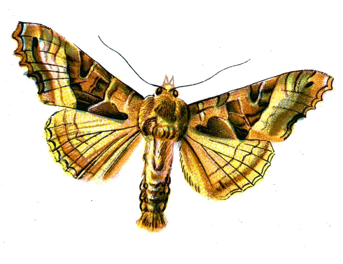 Butterfly Brotolomia meticulosa A4 Photo Print