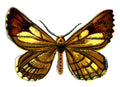 Butterfly Bupalus pinaria male A4 Photo Print