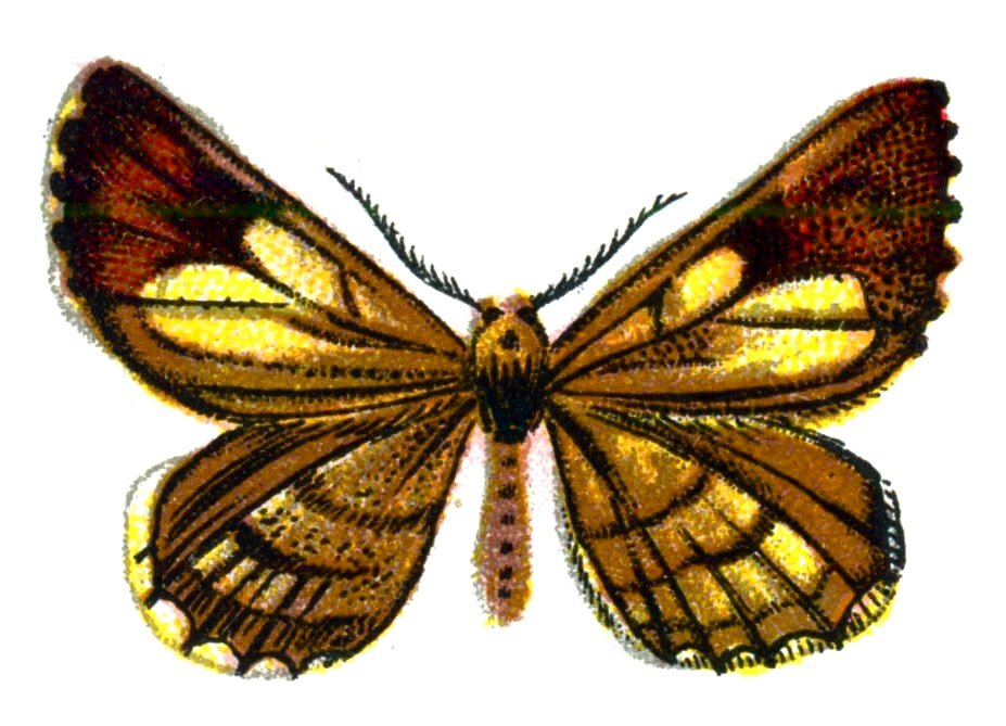 Butterfly Bupalus pinaria male A4 Photo Print