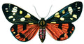 Butterfly Callimorpha dominula A4 Photo Print
