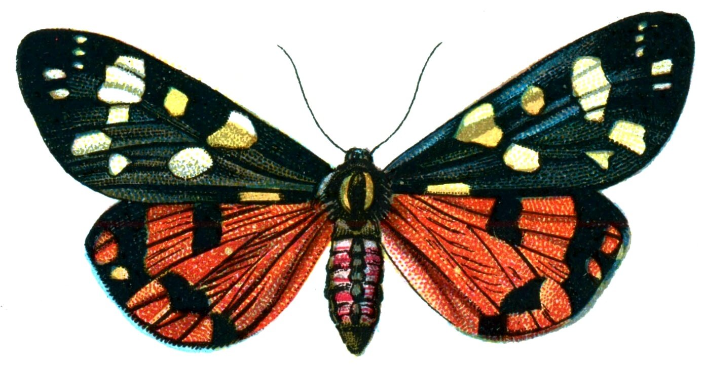 Butterfly Callimorpha dominula A4 Photo Print