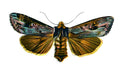 Butterfly Calocampa vetusta A4 Photo Print